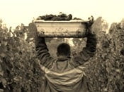 Wineries hit by worker shortage