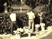 Salisbury's "Citizen Wine Pickers" Bring in the Berries, Slowly.