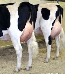 udders