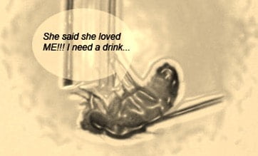 Sex-Starved Flies Turn to Alcohol, Study Shows.