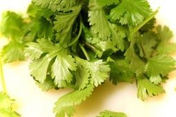 Cilantro