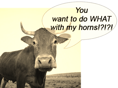 Biodynamic-winemaking-cow-horns